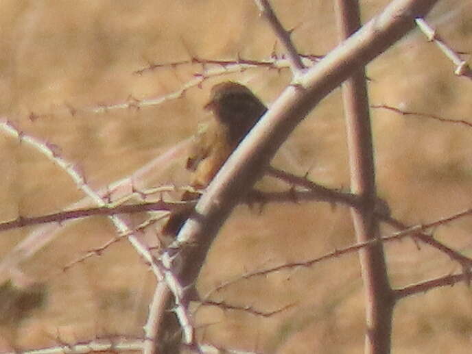 Sivun Emberiza tahapisi nivenorum (Winterbottom 1965) kuva