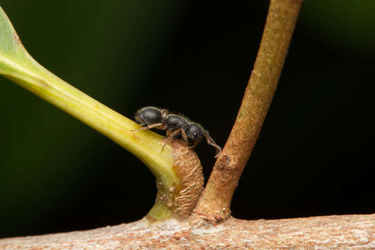 Imagem de Echinopla turneri Forel 1901