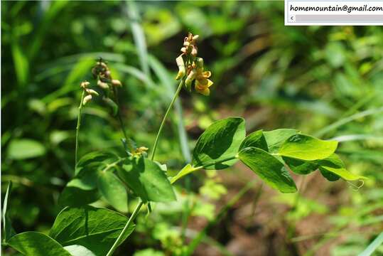 Слика од Lathyrus davidii Hance