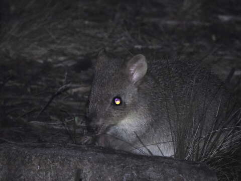 Image of Eastern Bettong