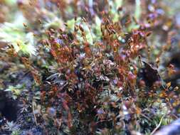 Image of fissidens moss