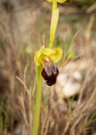 Image of Ophrys fusca subsp. fusca