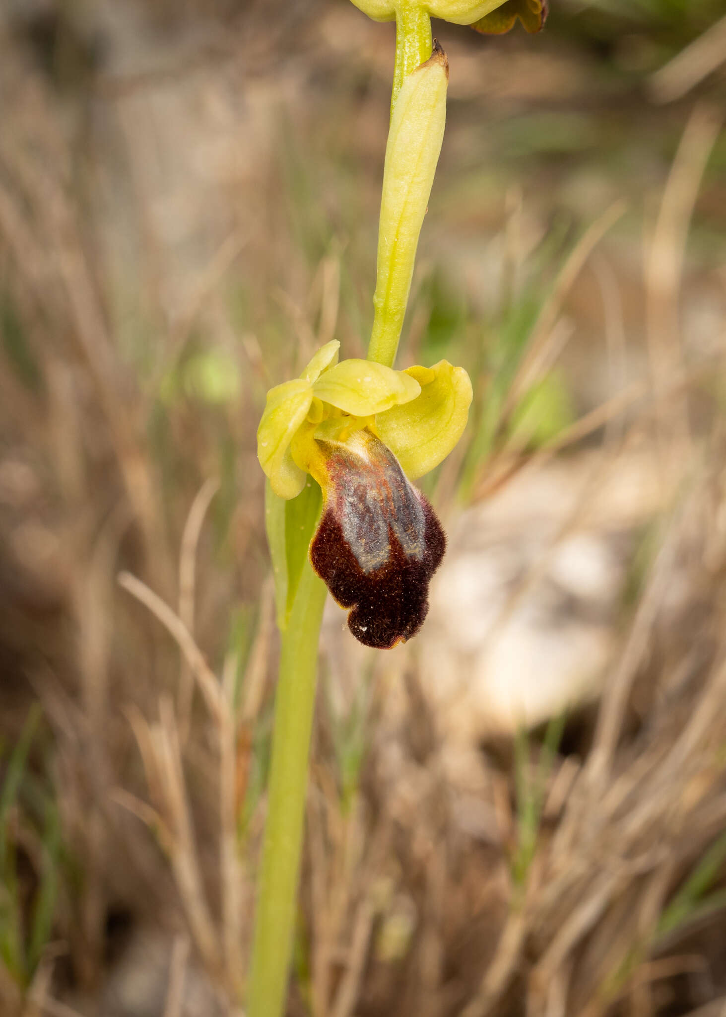 Image de Ophrys fusca subsp. fusca