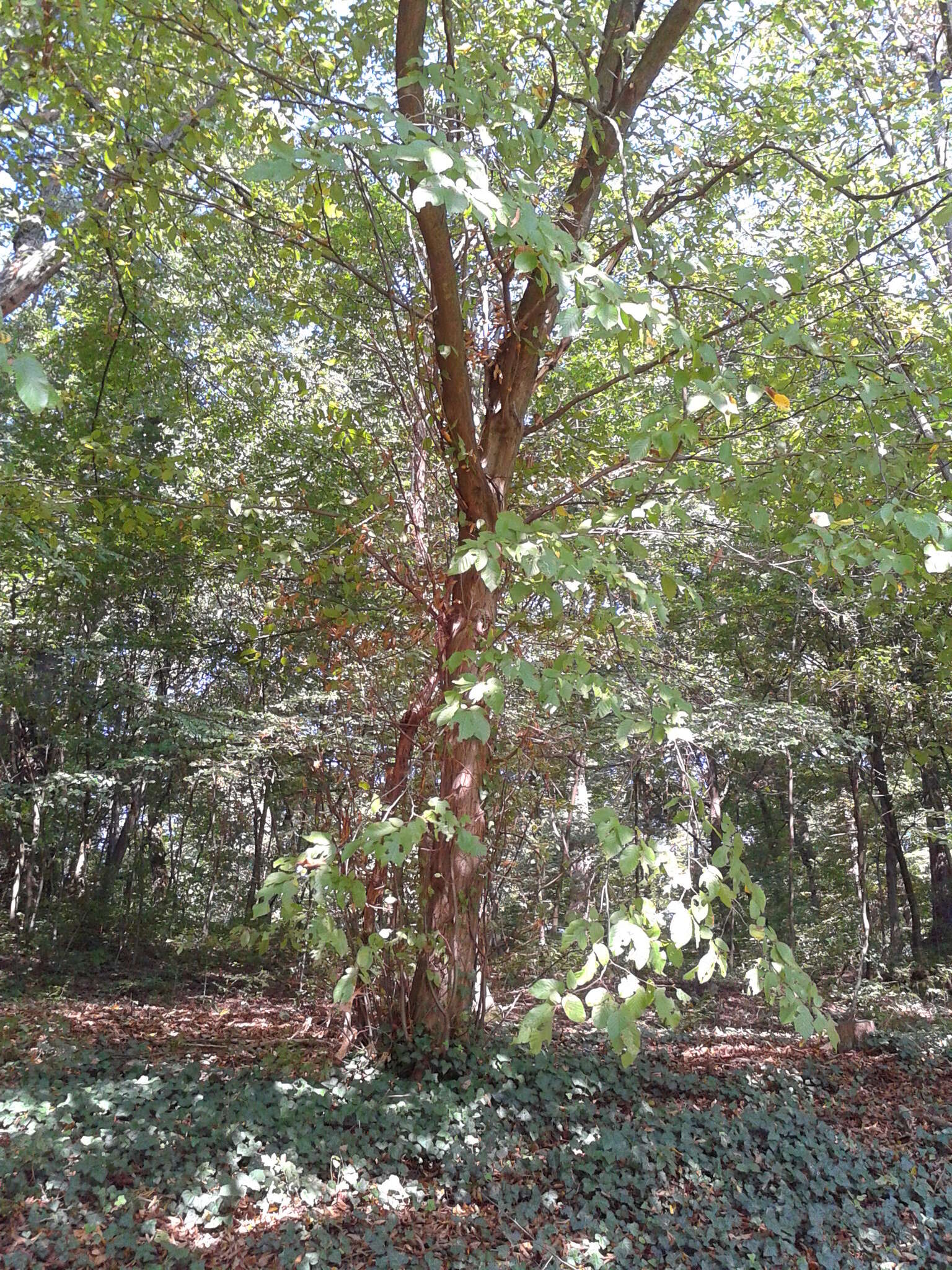 Image of Carpinus betulus L.