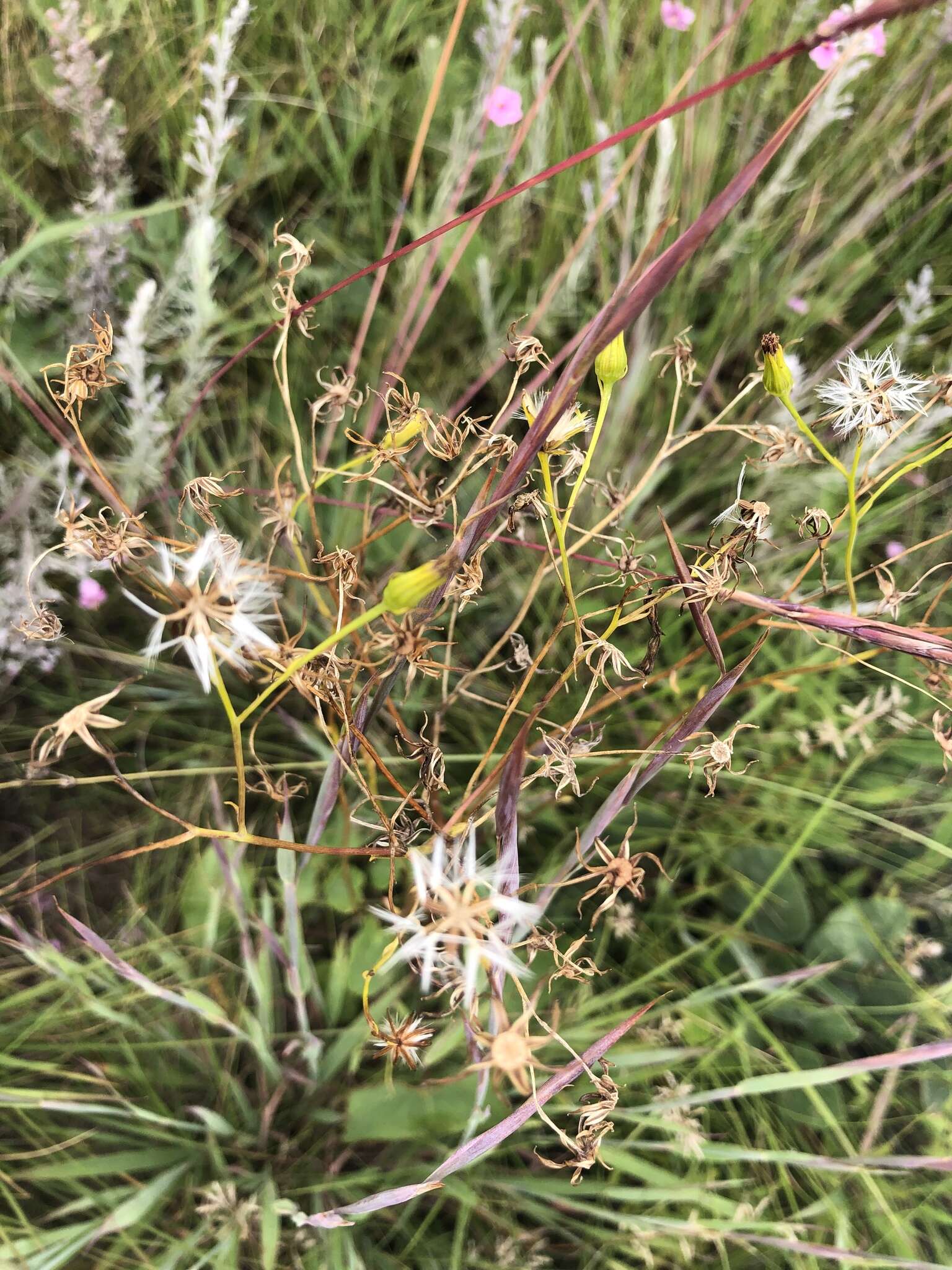 Plancia ëd Senecio oxyriifolius DC.