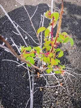 Image of Rubus sachalinensis H. Lév.