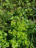 Image of western meadow-rue