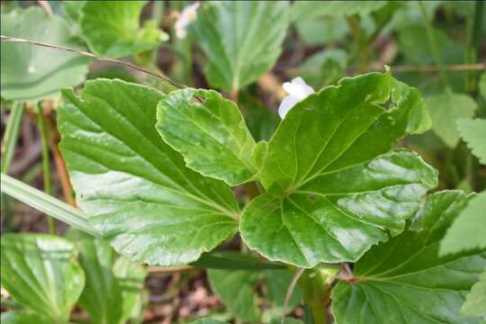 Image of clubed begonia