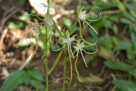 Bonatea polypodantha (Rchb. fil.) L. Bolus resmi