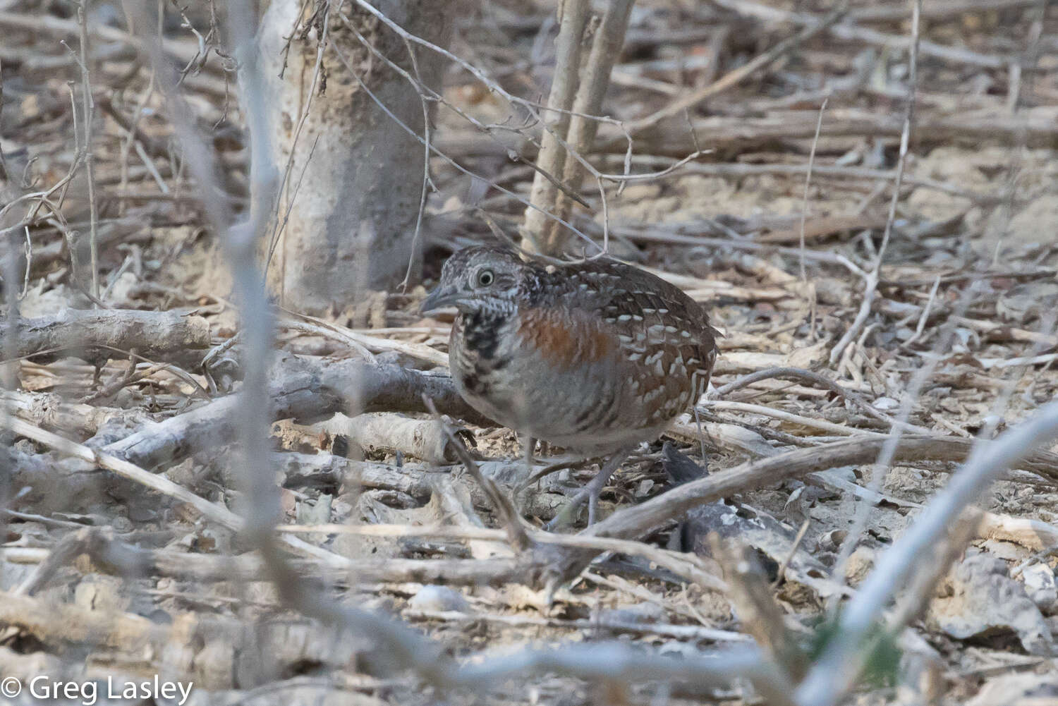 Image of Madagascan Buttonquail