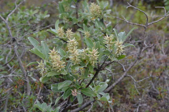 Image of Salix lapponum L.