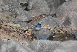 Image of White-bellied Blue Flycatcher