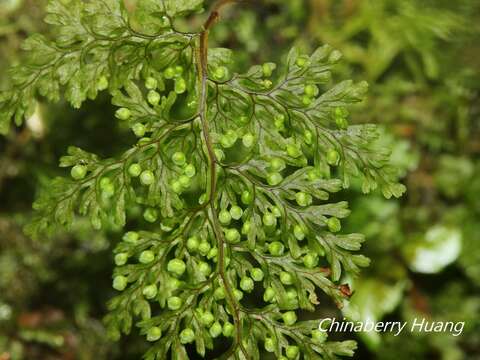 Image of <i>Hymenophyllum polyanthon</i>