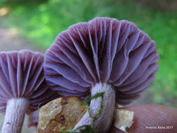 Image of Laccaria amethystina Cooke 1884