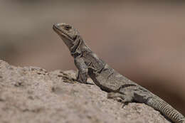 Image of Phymaturus aguedae Troncoso-palacios & Esquerré 2014