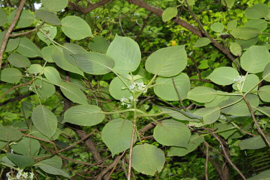 Image of heartleaf cyrtandra