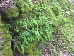 Image of bulblet bladderfern