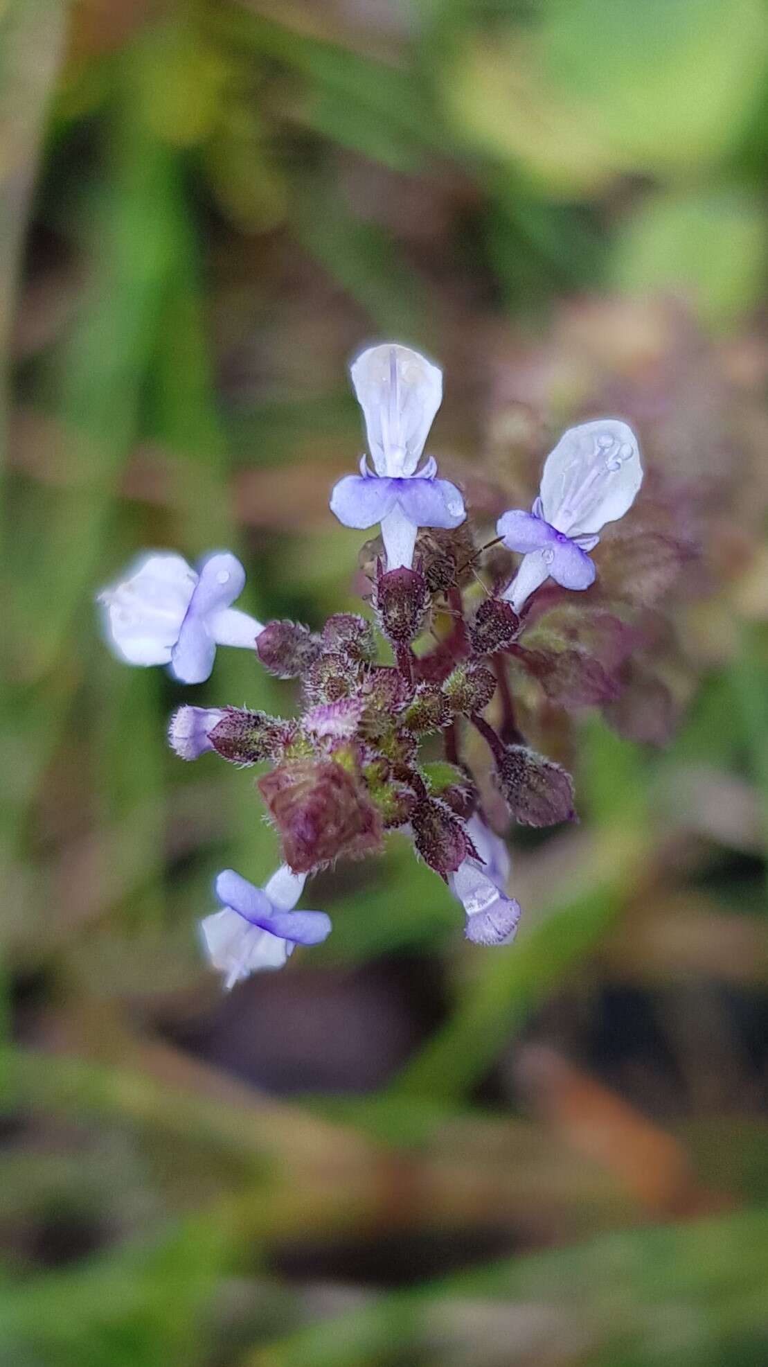 صورة <i>Coleus australis</i>