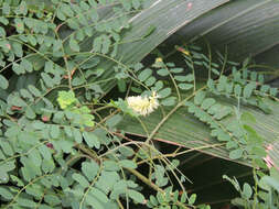 Image of Adenopodia spicata (E. Mey.) C. Presl