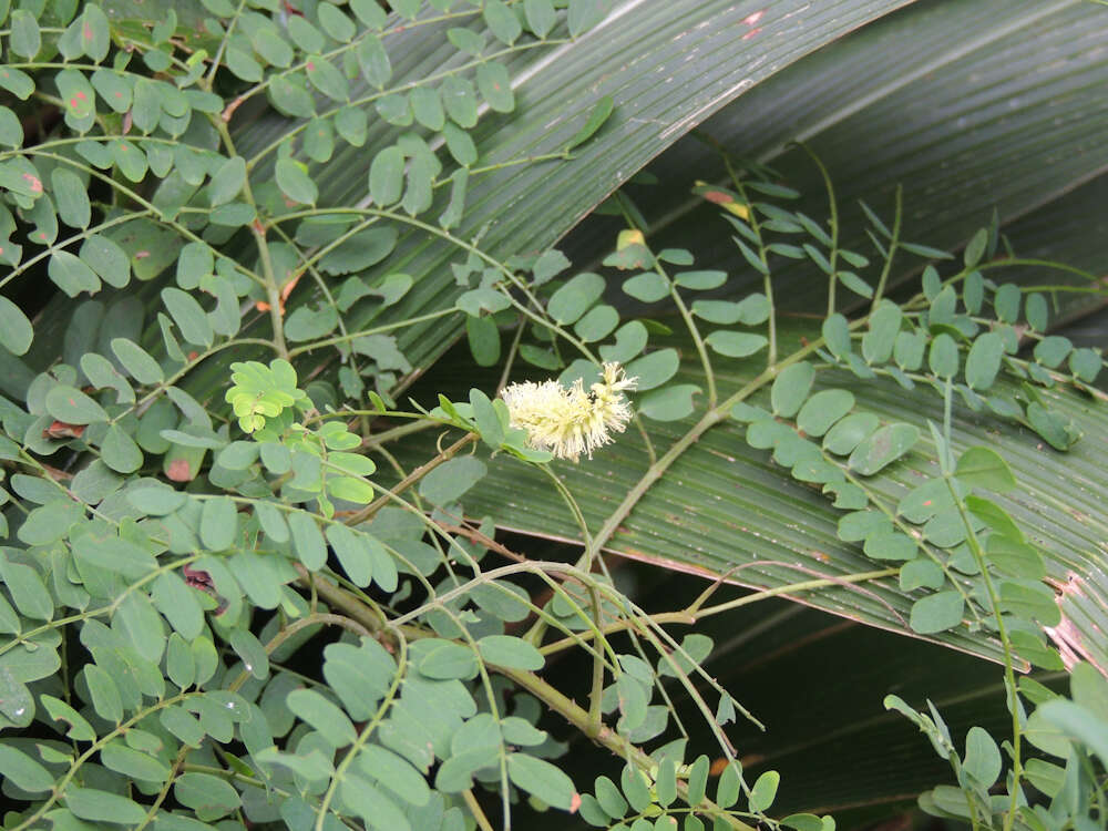 Adenopodia spicata (E. Mey.) C. Presl的圖片