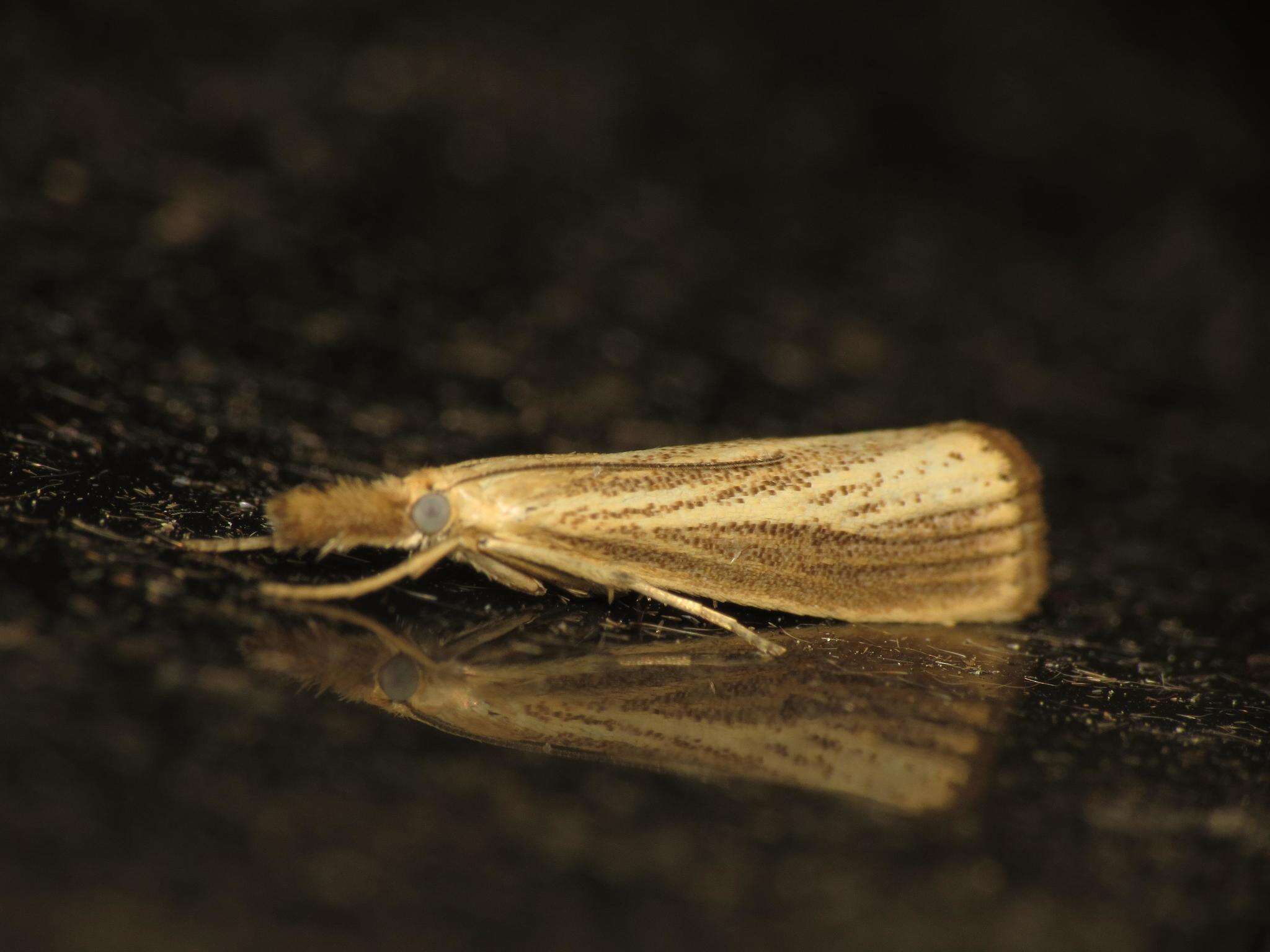 صورة Agriphila straminella