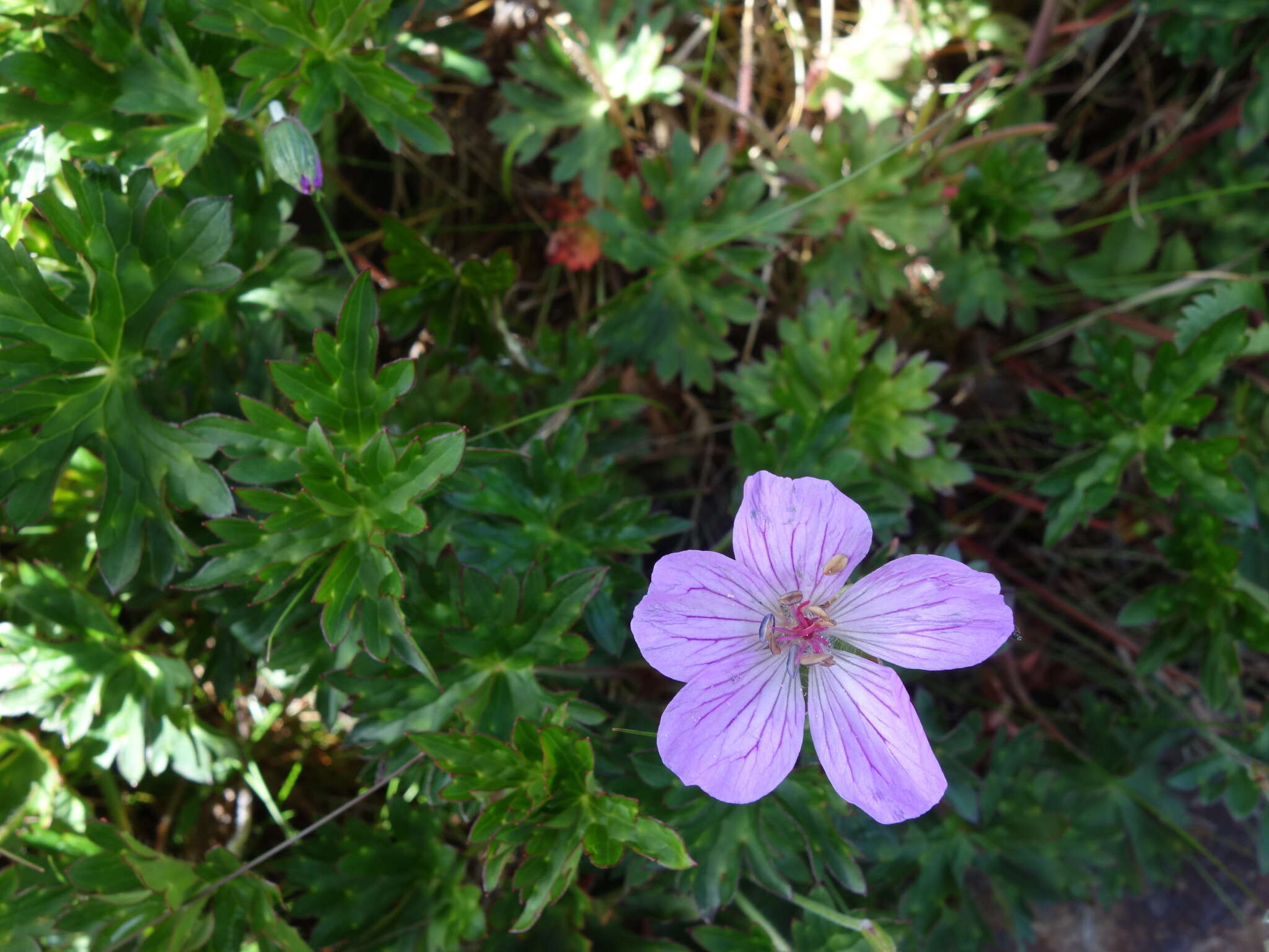 Image of Geranium hayatanum Ohwi