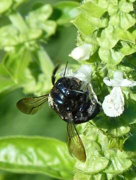 Image of Xylocopa splendidula Lepeletier 1841