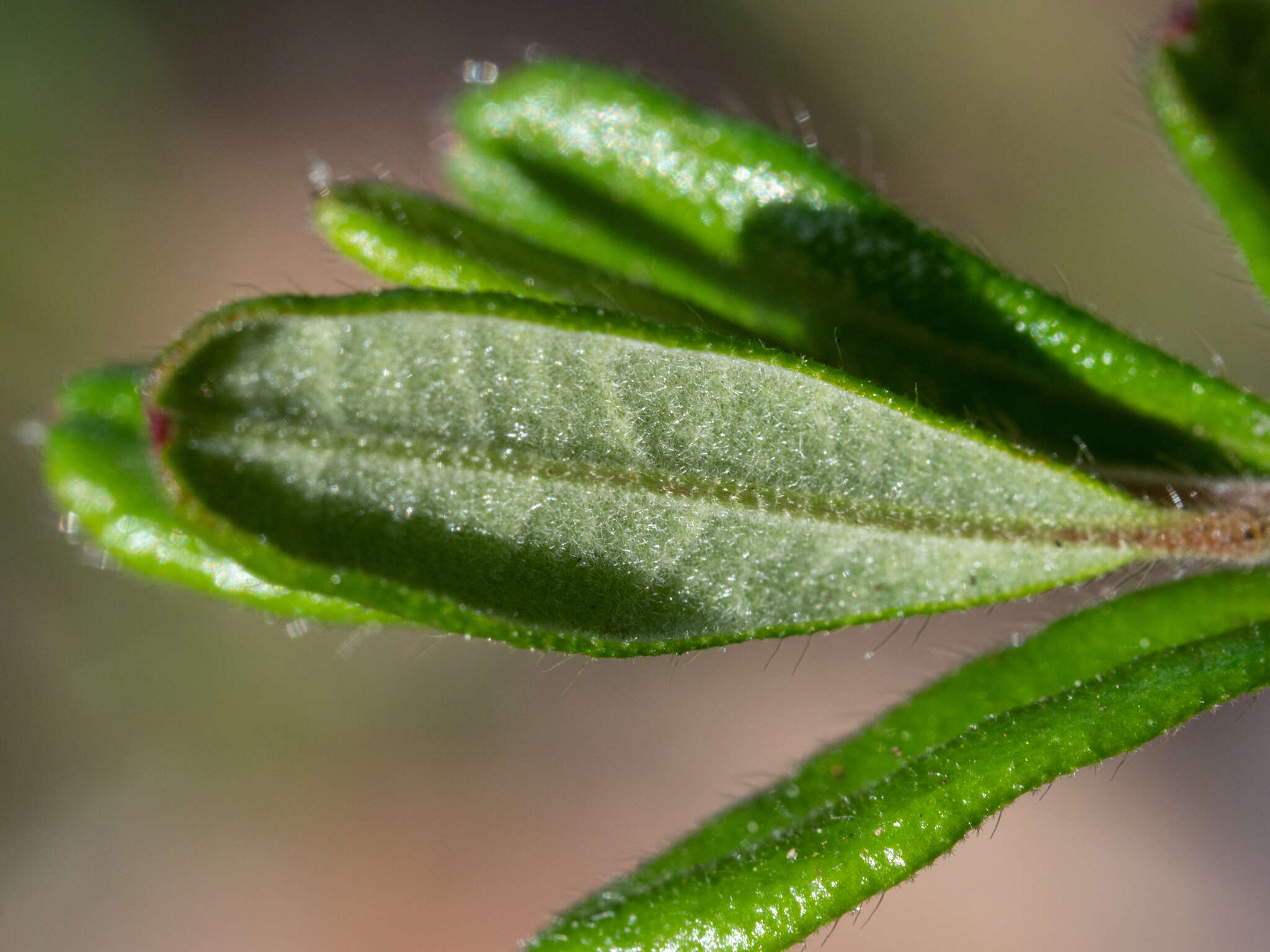 Image of Hibbertia aspera subsp. aspera