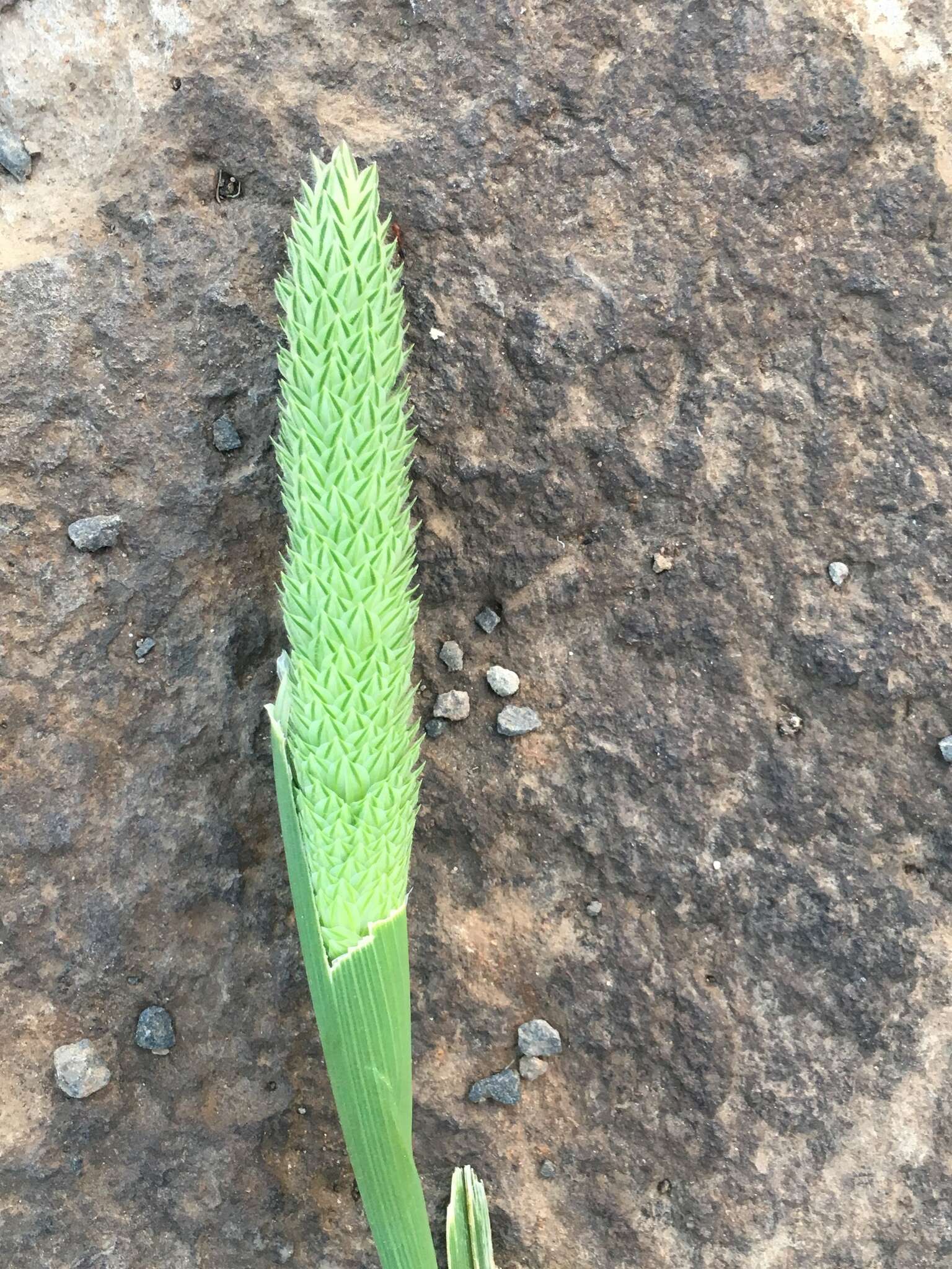 Image of shortspike canarygrass