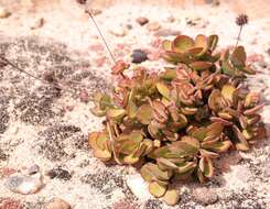 Image of Crassula atropurpurea var. watermeyeri (Compton) Tölken