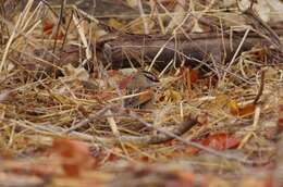 Image of Brown-crowned Tchagra