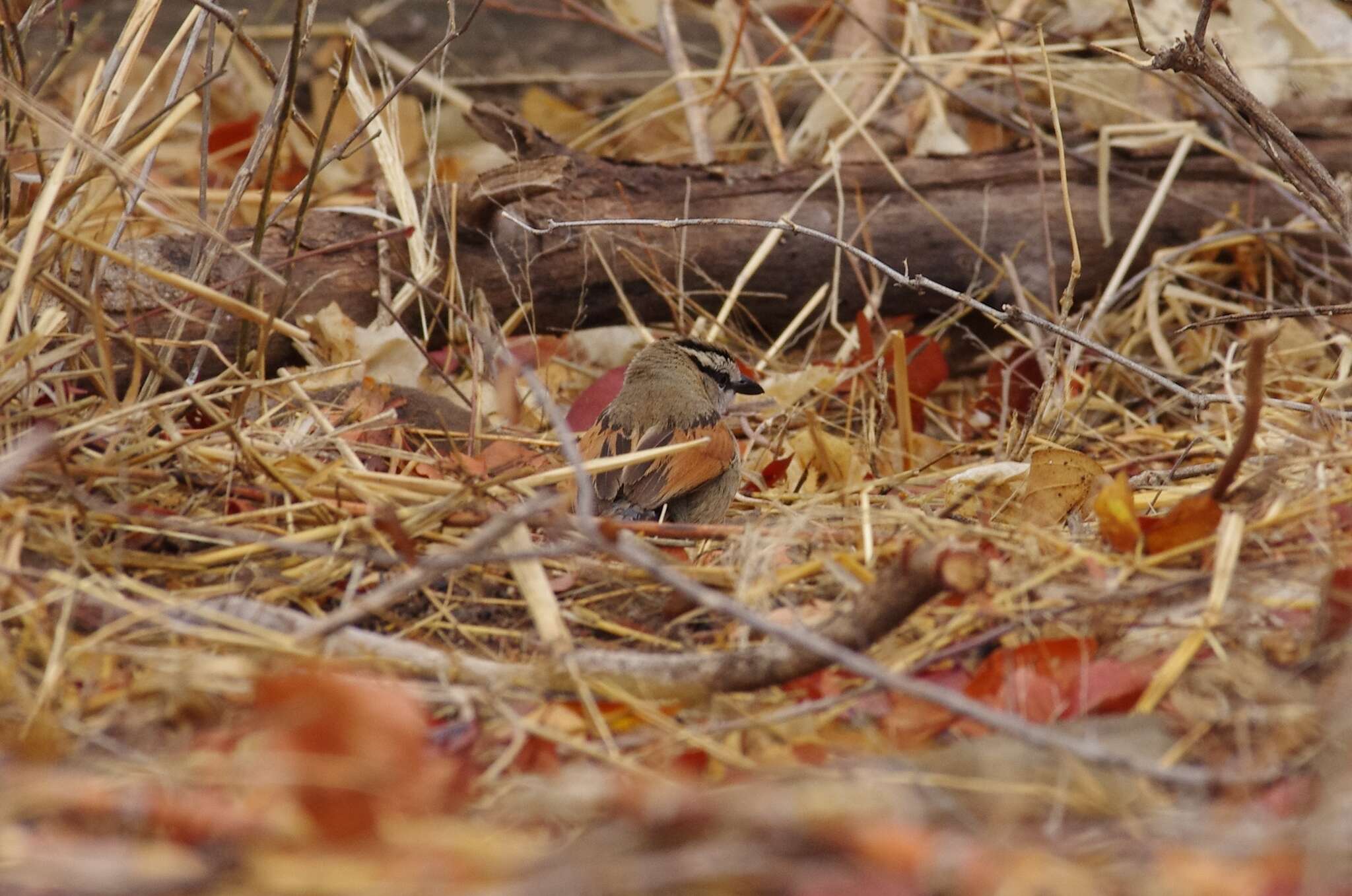 Image of Brown-crowned Tchagra