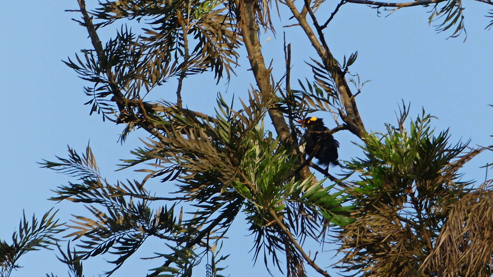 Image of Southern Hill Myna