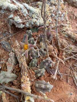 Ceropegia geminata (Masson) Bruyns的圖片