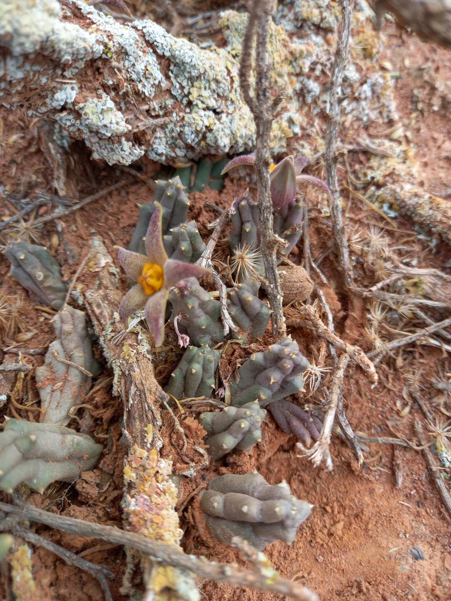 Image de Ceropegia geminata subsp. geminata