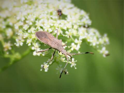 Image of Euphorbia Bug