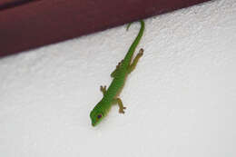 Слика од Phelsuma sundbergi Rendahl 1939