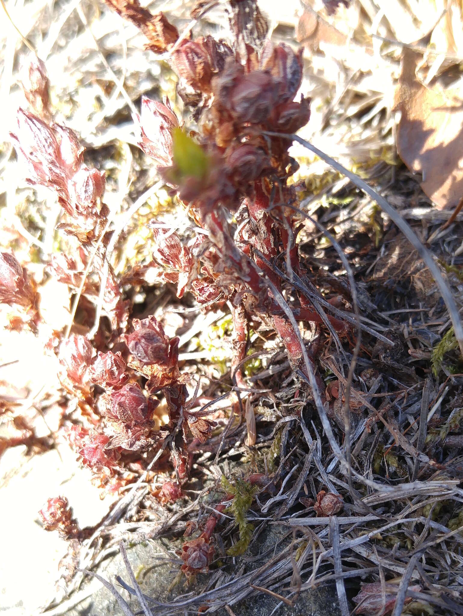 Image of Coast Range stonecrop