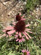 Image of Tennessee purple coneflower