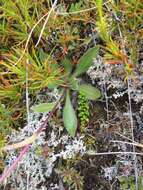 Image of Craspedia uniflora Forst. fil.