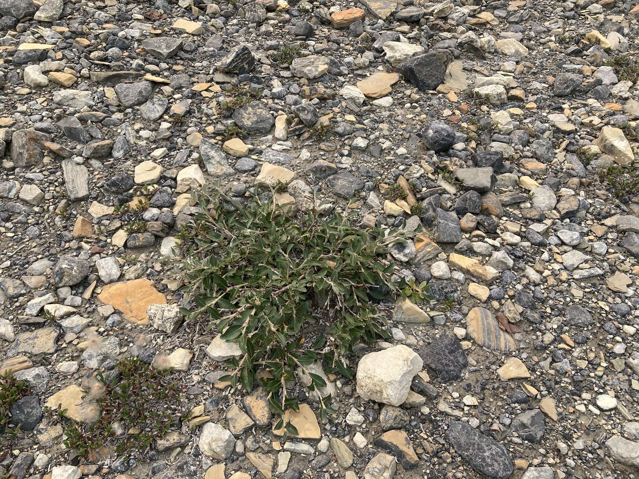 Image of Salix alaxensis var. alaxensis