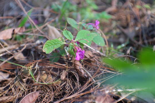 Image of Impatiens violiflora Hook. fil.