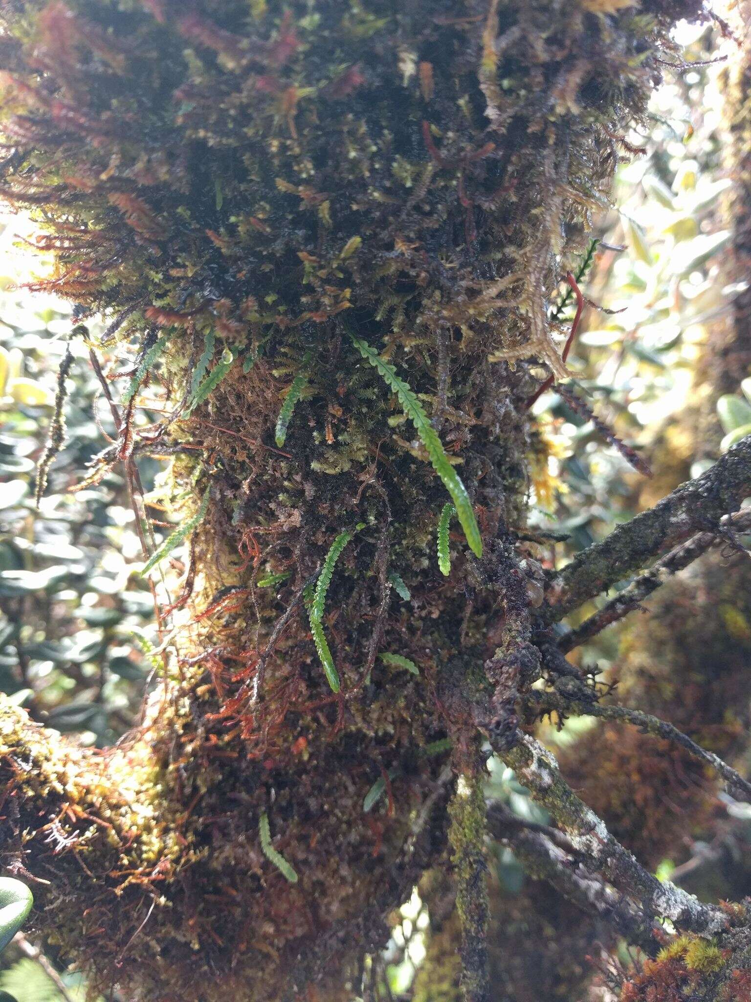 Image of Safford's lellingeria