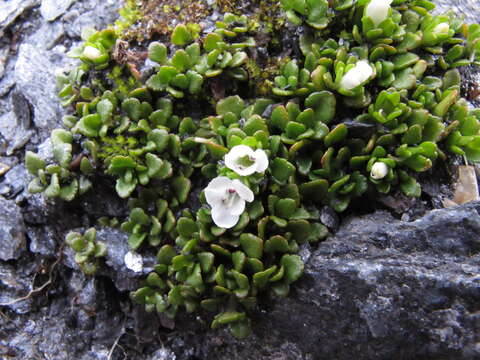 Image of Veronica planopetiolata G. Simpson & J. S. Thomson