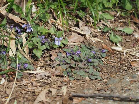 Image of Ajuga decumbens Thunb.