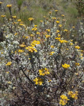 Image de Pentzia dentata (L.) Kuntze