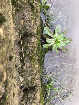 Image of fountain lattice moss