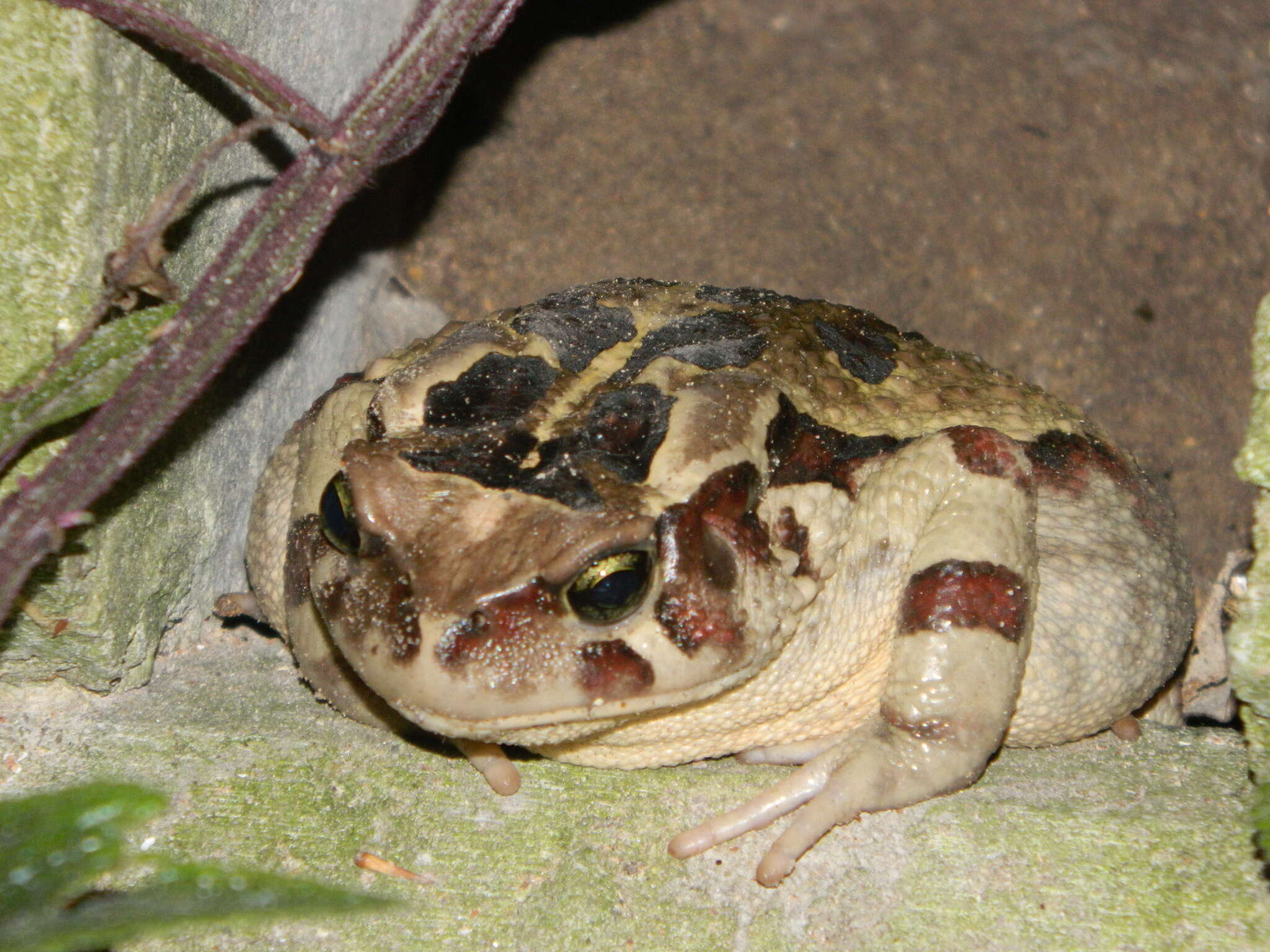 صورة Sclerophrys pardalis (Hewitt 1935)