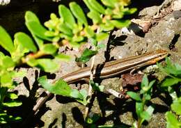 Image of Bold-striped Cool-skink