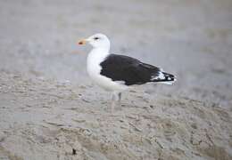 Image of Great Black-backed Gull